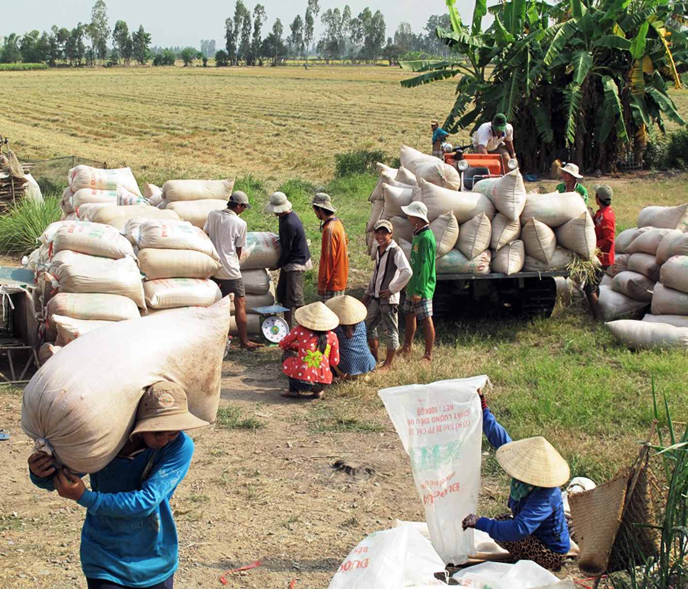 Thương lái ở tỉnh An Giang thu mua lúa hàng hóa để bán cho các doanh nghiệp xuất khẩu gạo 