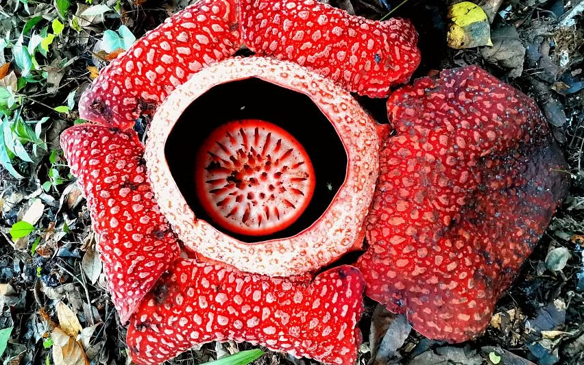 Rafflesia sống trên những cây nho nhiệt đới trên khắp các vùng của Đông Nam Á, với những bông hoa lớn nhất thế giới. ẢNH: PEXELS