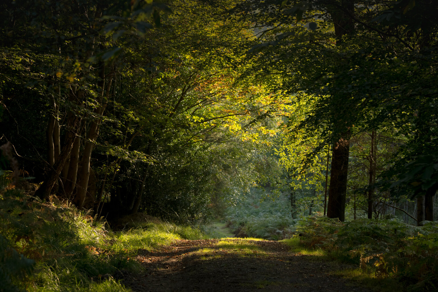 Ashdown ở Sussex