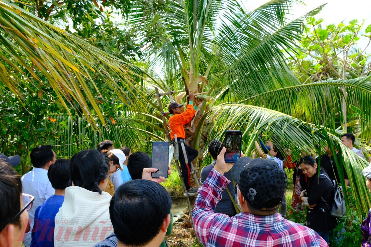 Du khách tham quan vườn dừa và xem cách thu hoạch mật hoa dừa tại  Sokfarm