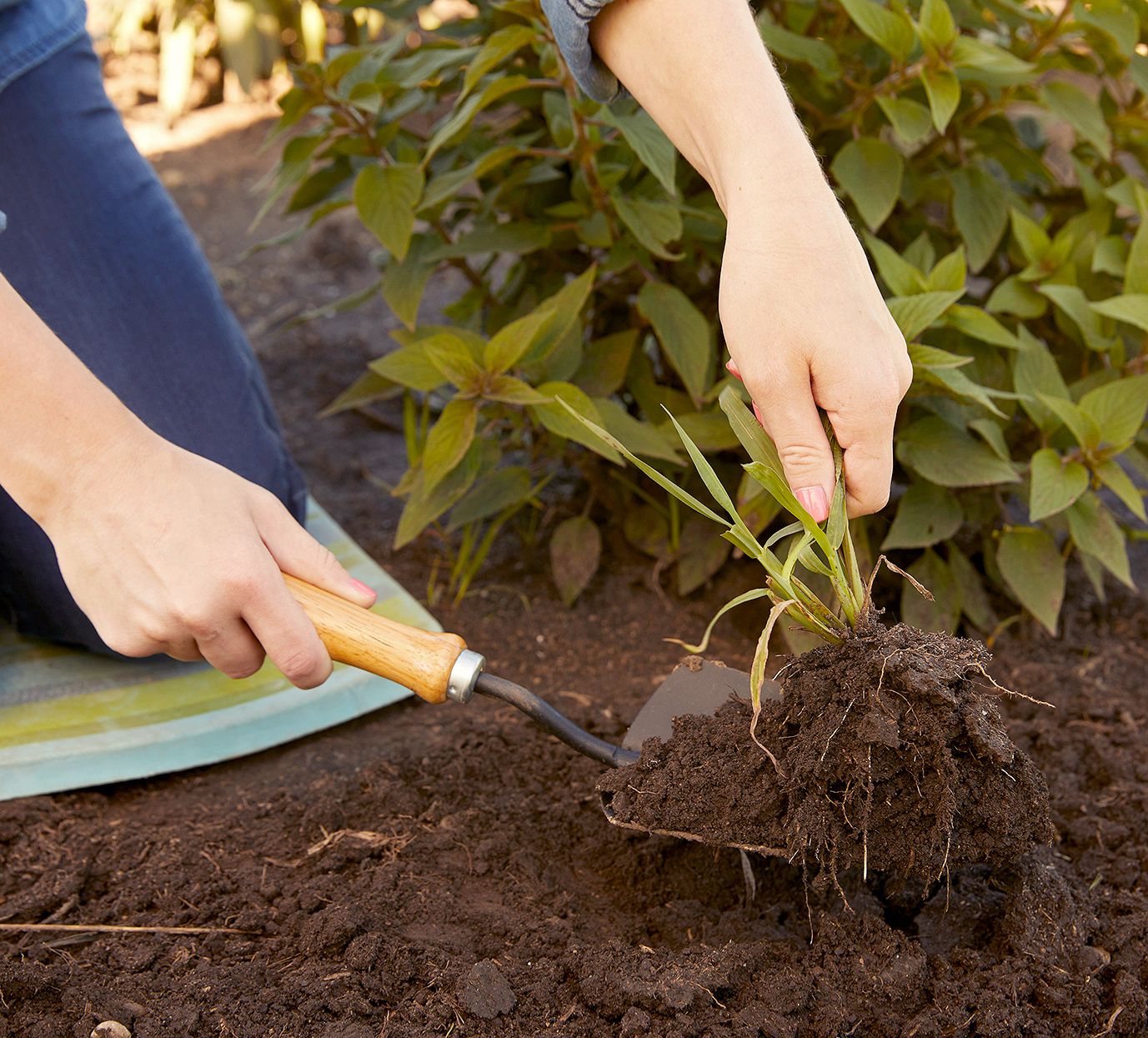 Xới đất hai lần: LÀM THẾ NÀO ĐỂ BẮT ĐẦU MỘT KHU VƯỜN CHUYÊN SÂU KIỂU PHÁP 1. ĐÀO ĐÔI Tỏi mọc trong đất (Tín dụng hình ảnh: Getty Images) Trước khi bắt đầu vườn rau hoặc vườn trái cây nhỏ của bạn, hãy bắt đầu bằng việc chuẩn bị đất. Dọn sạch cỏ dại và mảnh vụn, sau đó dùng tay đào để đất thoát nước tốt và thoáng khí. Christopher cho biết: “Phân được bón vào đất khoảng một tháng trước khi trồng, thường được thêm vào bằng cách đào kép – một kỹ thuật loại bỏ một lớp đất, sau đó làm thoáng khí lớp đất bên dưới bằng một cây chĩa”. ‘Đất sau đó được trộn đều và trả lại (nếu đào nhiều hàng thì hàng sau dùng để lấp mặt hàng trước sau khi sục khí).’