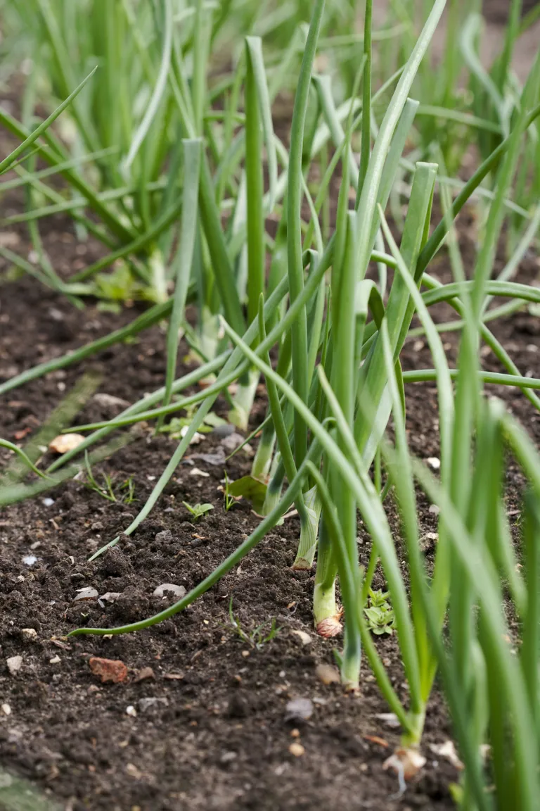 LÀM THẾ NÀO ĐỂ BẮT ĐẦU MỘT KHU VƯỜN CHUYÊN SÂU KIỂU PHÁP 1. ĐÀO ĐÔI Tỏi mọc trong đất  (Tín dụng hình ảnh: Getty Images) Trước khi bắt đầu vườn rau hoặc vườn trái cây nhỏ của bạn, hãy bắt đầu bằng việc chuẩn bị đất. Dọn sạch cỏ dại và mảnh vụn, sau đó dùng tay đào để đất thoát nước tốt và thoáng khí.   Christopher cho biết: “Phân được bón vào đất khoảng một tháng trước khi trồng, thường được thêm vào bằng cách đào kép – một kỹ thuật loại bỏ một lớp đất, sau đó làm thoáng khí lớp đất bên dưới bằng một cây chĩa”. ‘Đất sau đó được trộn đều và trả lại (nếu đào nhiều hàng thì hàng sau dùng để lấp mặt hàng trước sau khi sục khí).’