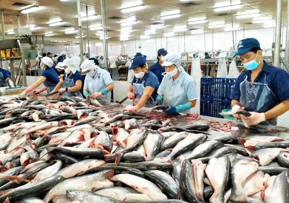 Nhiều doanh nghiệp thủy sản ở tỉnh An Giang cần nguồn vốn ưu đãi để đẩy mạnh hoạt động chế biến, xuất khẩu cá tra những tháng cuối năm 2023. Trong ảnh: Chế biến cá tra xuất khẩu ở Công ty cổ phần Nam Việt - Ảnh: Huỳnh Lợi