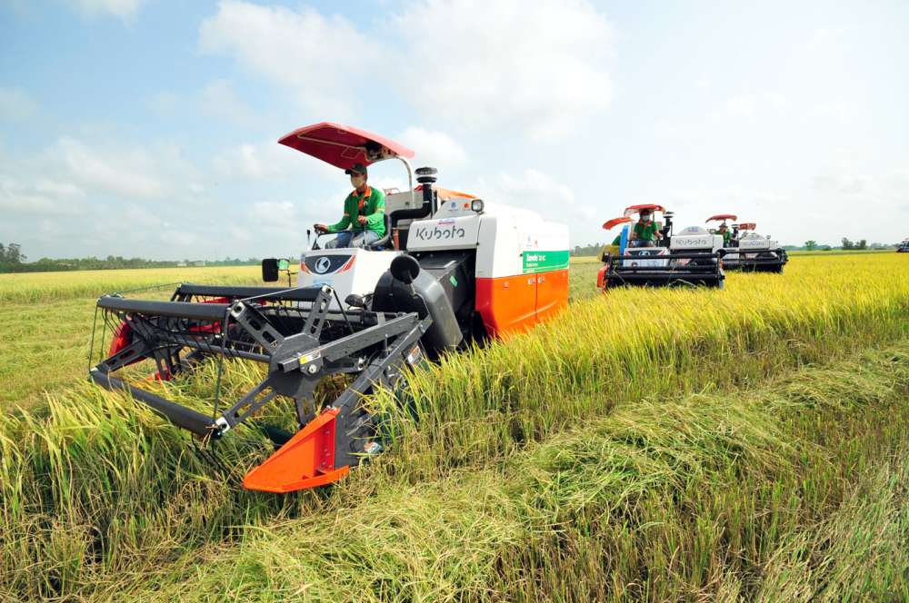 Nông dân thu hoạch lúa bằng máy gặt liên hợp tại một cánh đồng lúa ở tỉnh An Giang - Ảnh: Huỳnh Lợi