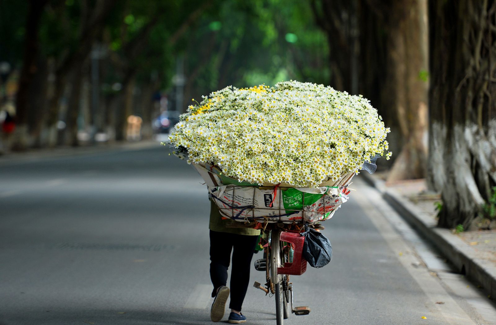 Đầu đông là thời điểm những vườn cúc họa mi tại Nhật Tân, Tây Hồ đua nhau khoe sắc trắng muốt tinh khôi. Loài hoa mộc mạc, thanh khiết đang mang tới nét tươi mới, nhẹ nhàng trong những ngày đông se lạnh tại Hà Nội. Trong những năm gần đây các vùng hoa Quảng An, Nhật Tân diện tích trồng giống hoa này cũng không ngừng được mở rộng do thị trường rất ưa chuộng, có nhiều người chơi hoa mua về sưu tầm.  Top 5 địa điểm chụp hình cúc họa mi ở Hà Nội đẹp ngất ngây 2 Cúc họa mi trắng muốt vào mùa tô điểm thêm cho cảnh sắc thủ đô  Để cúc họa mi nở đúng dịp đầu đông thì nông dân canh tác đã phải ươm mầm từ tháng 5 đến tháng 10 âm lịch. Theo chia sẻ của một chủ vườn thì trên diện tích 2.000m2 có thể trồng được hàng vạn cây cúc họa mi. Hoa nở có thể thu hoạch được liên tục trong 2 tuần, ngoài ra cũng tạo nên những địa điểm chụp hình cúc họa mi ở Hà Nội siêu đẹp thu hút mọi người đến check-in.  Hằng năm chỉ có 30 ngày từ giữa tháng 10 đến tháng 11 âm lịch là thời điểm đẹp nhất để ngắm hoa khoe sắc trắng muốt. Thế nên có không ít bạn trẻ luôn cố tranh thủ thời gian để đến những địa điểm chụp hình cúc họa mi ở Hà Nội nằm trên đường Nguyễn Chí Thanh, Trần Duy Hưng, Kim Mã hay Thụy Khuê, Thanh Niên… để check-in.