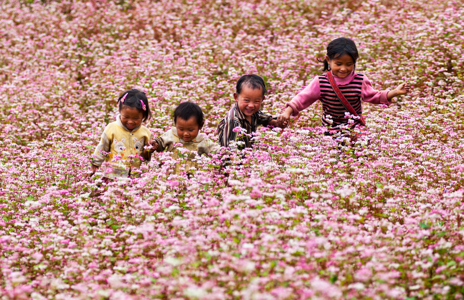 Chính vì vậy, du lịch Hà Giang tháng 10 này chắc chắn du khách không thể bỏ lỡ việc ngắm những vườn hoa tam giác mạch bởi đây chính là thời điểm vàng. Những địa điểm lý tưởng để ngắm hoa tam giác mạch ở Hà Giang có thể thể kể tới như thung lũng Sủng Là, Lũng Cú, cao nguyên đá Đồng Văn hay Mèo Vạc...  Tính biểu tượng của hoa tam giác mạch đối với Hà Giang còn được thể hiện qua việc hàng năm, nơi đây sẽ tổ chức một lễ hội riêng cho loài hoa này. Lễ hội được tổ chức lần đầu tiên vào năm 2014, đến năm nay đã là mùa thứ 8.  Theo Phó chủ tịch UBND tỉnh Hà Giang, Lễ hội hoa tam giác mạch năm 2022 sẽ chính thức khai mạc vào ngày 26/11/2022. Trong những ngày tổ chức lễ hội, bên cạnh khung cảnh hoành tráng, rực rỡ của hoa tam giác mạch, các hoạt động đậm chất văn hóa khác, đặc trưng của đồng bào dân tộc thiểu số cũng sẽ được biểu diễn phục vụ du khách.