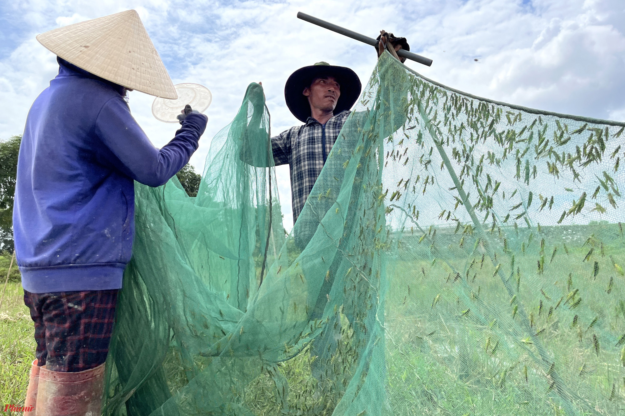 “Một vùng này chỉ đánh bắt được một lần trong một buổi. Khi xong một mẻ, anh em lại di chuyển ra cách vị trí cũng khoảng vài trăm mét đánh mẻ khác. Trung bình mỗi lần như vậy thường kéo dài 30 phút. Hết vùng này rồi lại đi vùng khác, có khi chúng tôi phải đi vào tận Hà Tĩnh để bắt châu chấu” - anh Hồ Văn Tạo (trú xã Quỳnh Thanh) nói.