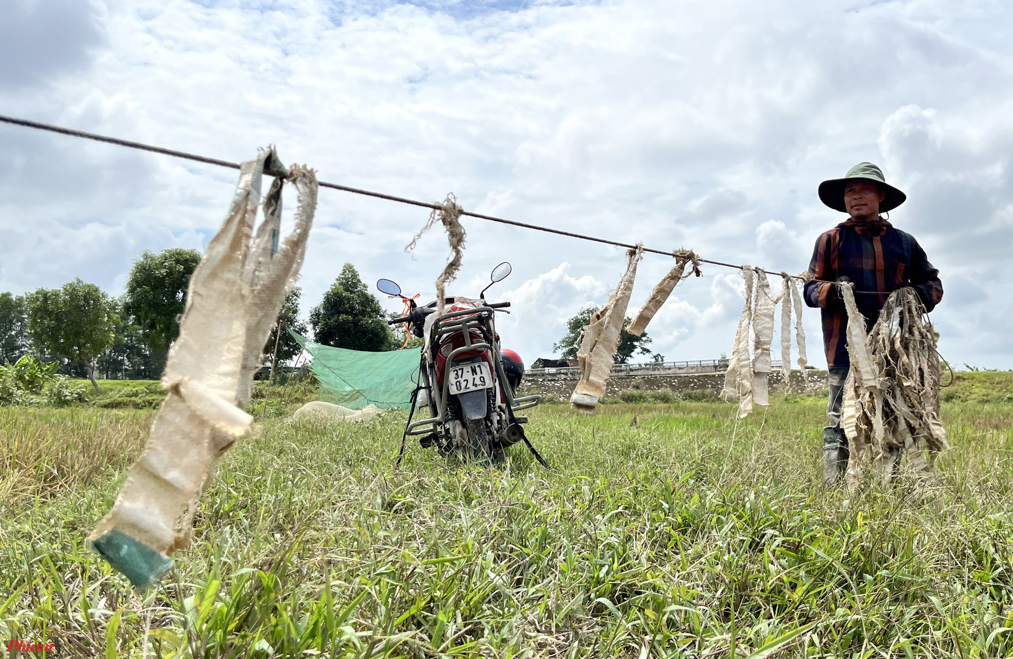 Trước tiên 2 người “thợ săn” sẽ cầm hai đầu sợi dây thừng đi từ đầu ruộng đến cuối ruộng để lùa châu chấu trên cả cánh đồng bay tập trung vào lưới hình chữ U đã căng sẵn. Trên sợi dây thừng buộc các sợi được cắt ra từ bao tải, cách nhau 20 - 30 cm. Châu chấu thường đậu dưới các gốc rạ. Khi kéo dây trên ruộng, những cái dây này sẽ tạo ra tiếng động làm châu chấu bay vào bẫy mình đã căng sẵn. Cái này khá quan trọng, mình phải biết chọn hướng gió, vì chúng thường bay theo hướng gió. Nếu gió đổi hướng đột ngột coi như thất bại” - anh Huệ nói.