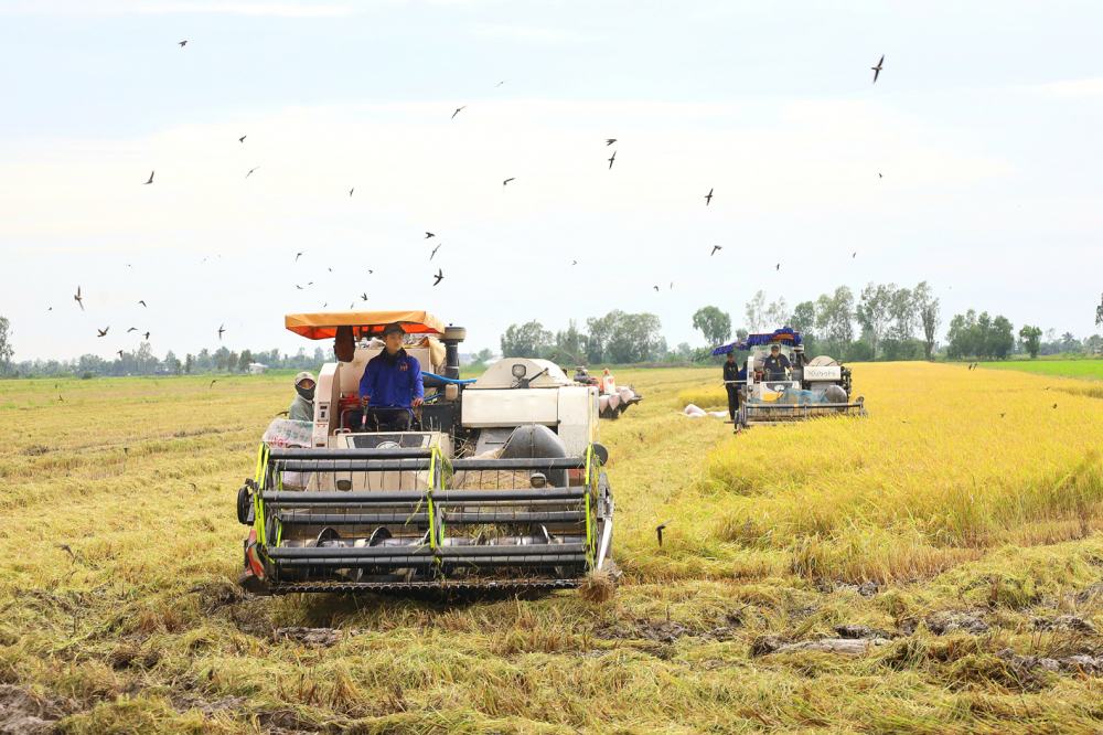 Thu hoạch lúa chất lượng cao để xuất khẩu ở TP Cần Thơ
