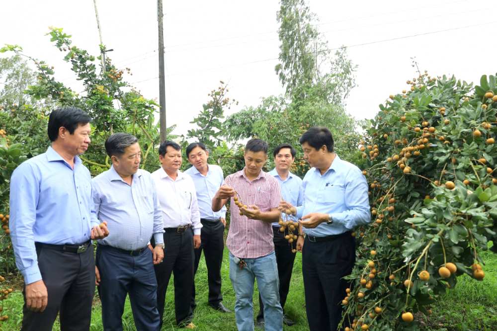 Lãnh đạo TP Cần Thơ thăm vùng trồng nhãn an toàn của Hợp tác xã Nhãn thanh Hữu Tâm ở huyện Cờ Đỏ