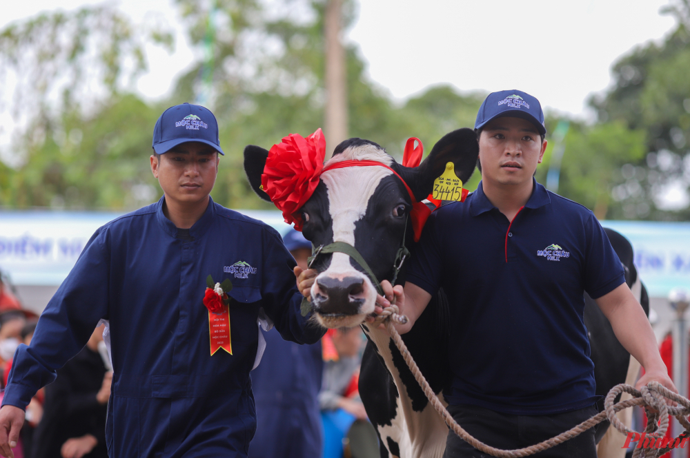 Hội thi năm nay cũng có phiên đấu giá bò sữa, giúp người nông dân có thể thu về lợi nhuận tốt hơn từ việc bán bò sữa cho những người có nhu cầu.