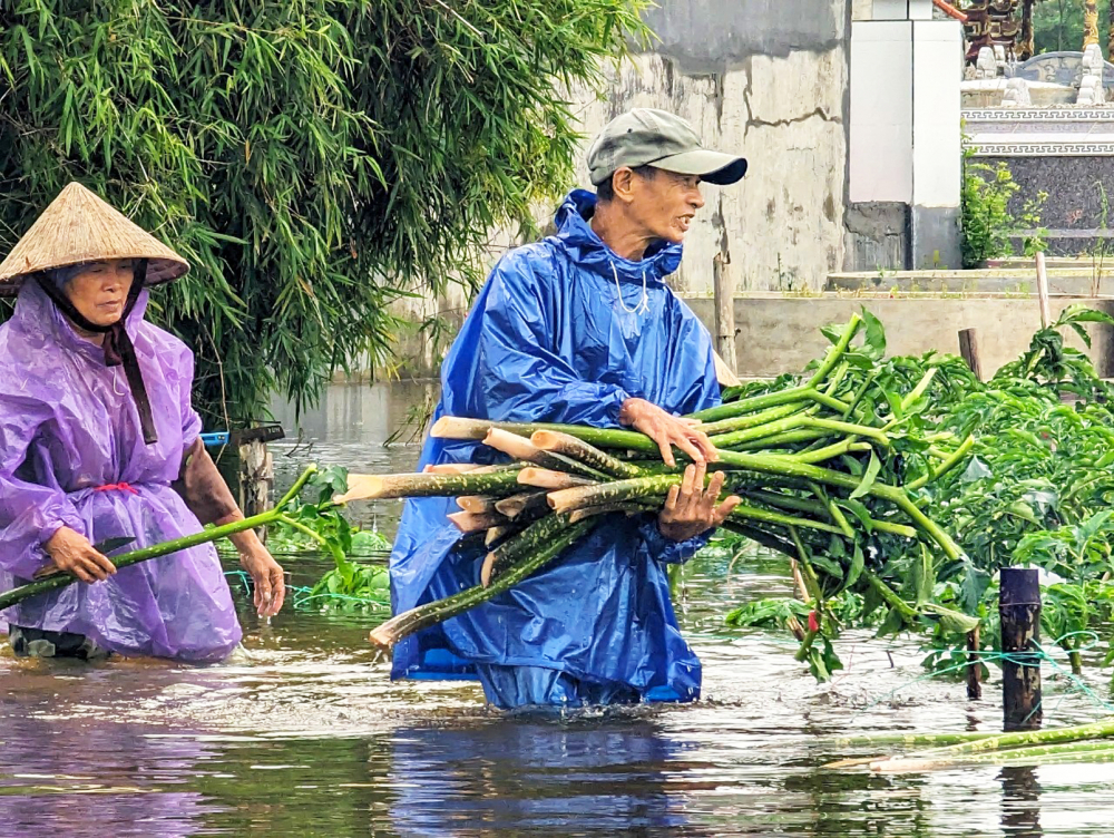 Người dân ở xã Quảng Thọ, huyện Quảng Điền, tỉnh Thừa Thiên - Huế lội nước vớt nưa - Ảnh: Thuận Hóa