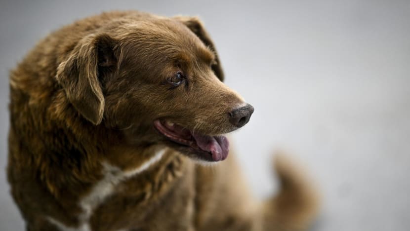 Bobi, được Kỷ lục Guinness Thế giới công nhận là chú chó già nhất thế giới, đang ngồi tại nhà của mình ở làng Conqueiros ở Leiria.