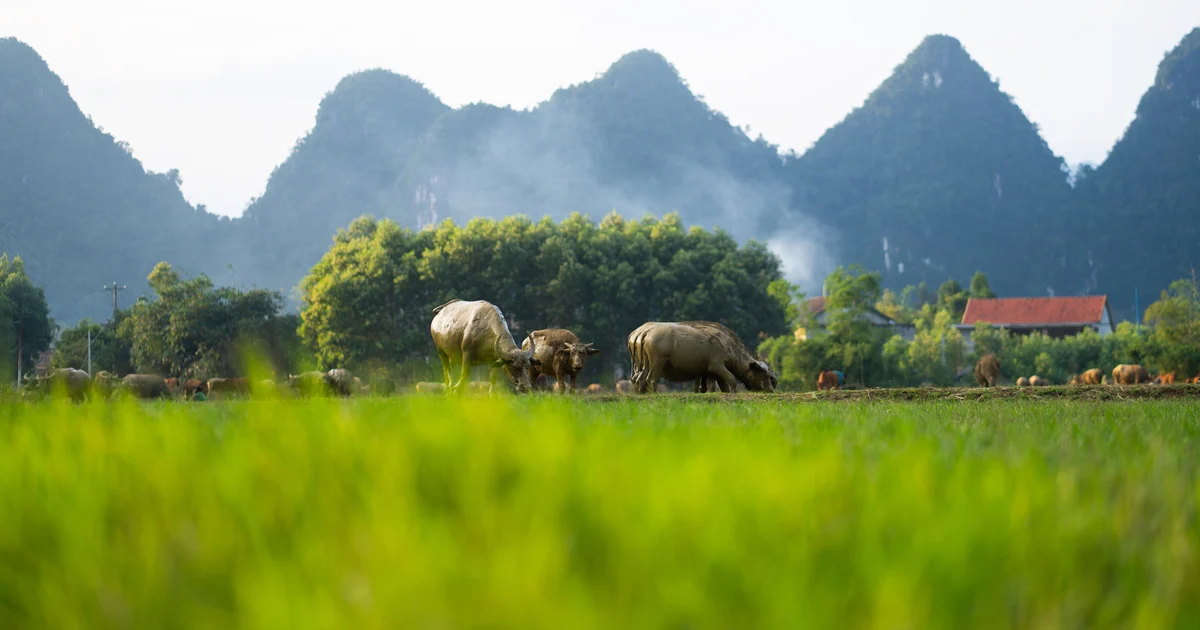 Đến như thế nào?