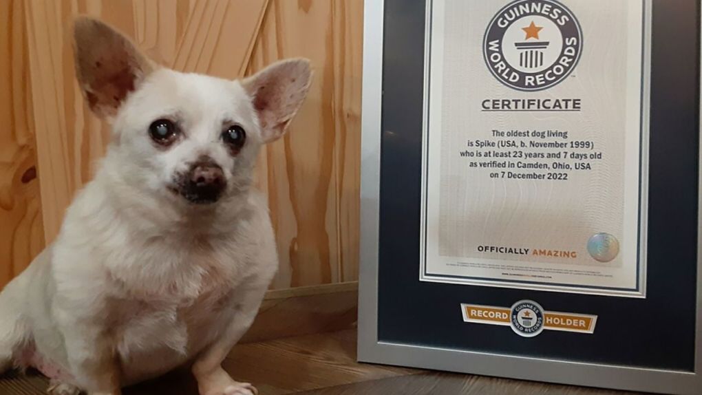 Chú chó Spike bên giấy chứng nhận của Kỷ lục Guinness Thế giới. 