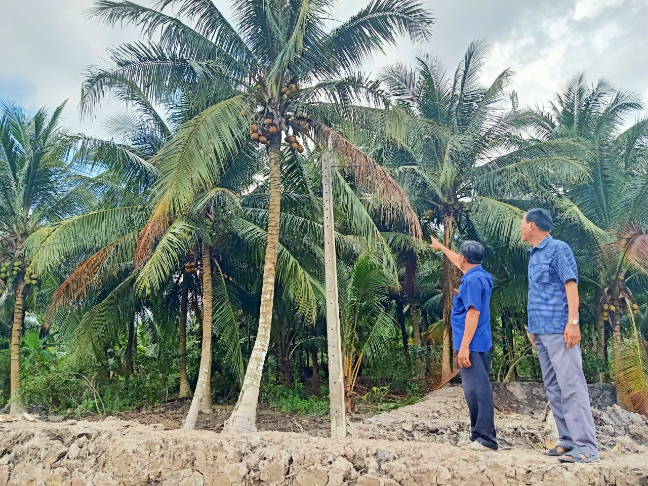 Người trồng dừa hữu cơ tại Trà Vinh đang mong chờ chính sách thu mua hợp lý