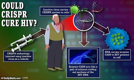 Đồ họa giải thích liệu pháp điều trị cho bệnh nhân HIV dựa trên công nghệ chỉnh sửa gen CRISPR – Ảnh: Daily Mail