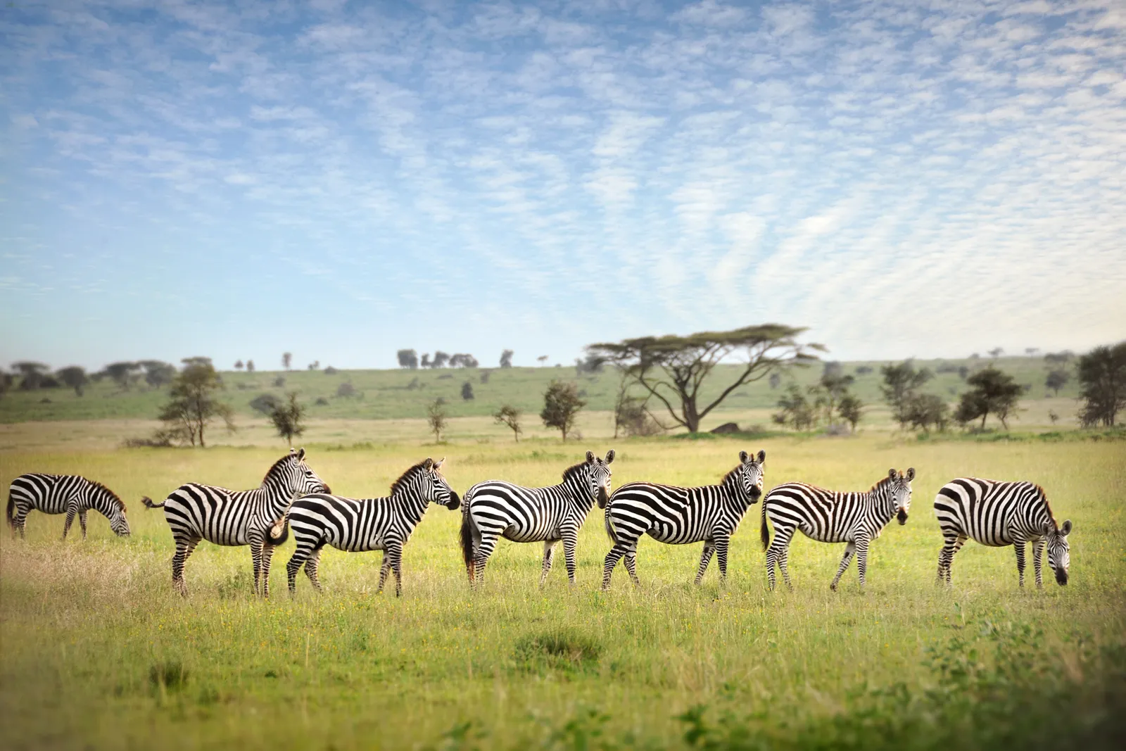 Vườn quốc gia Serengeti, Tanzania Phần Serengeti của Tanzania là địa điểm lý tưởng cho chuyến phiêu lưu châu Phi. Hãy ghé thăm từ tháng 1 đến tháng 3 để chứng kiến ​​điều kỳ diệu đó là Cuộc di cư vĩ đại, một hiện tượng mang tính biểu tượng chứng kiến ​​1,5 triệu con linh dương đầu bò quét qua Đông Phi theo chu kỳ 1.200 dặm hàng năm.