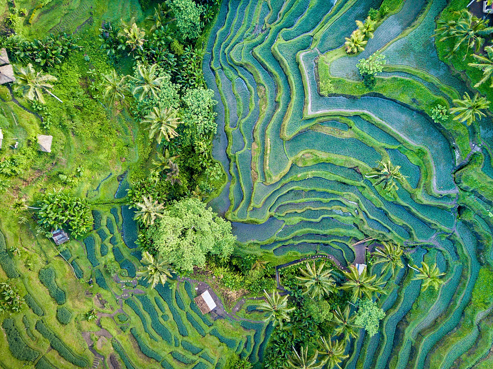 Ubud, Bali Dù Ubud đông đúc đến mấy, thị trấn chỉ cách hàng chục ngôi làng cổ kính và khung cảnh miền quê yên bình vài phút. Thuê một chiếc xe máy hoặc xe đạp tại khách sạn của bạn và lạc vào những ngôi làng, vườn quýt và cánh đồng lúa - tất cả đều được duy trì bởi những người nông dân chăm sóc ruộng bậc thang giống như các thế hệ trước đã làm trong nhiều thiên niên kỷ.