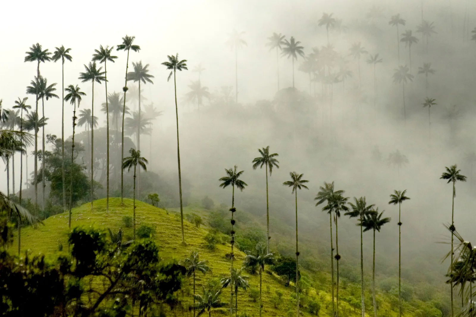 Thung lũng Cocora, Colombia Valle de Cocora là một trong những cảnh quan đẹp nhất ở Colombia —và điều đó đang nói lên điều gì đó. Công viên (cách Bogotá khoảng 7 giờ lái xe về phía tây ) có nhiều cây cọ cao nhất thế giới ở độ cao gần 200 feet, trông thậm chí còn đáng kinh ngạc hơn trên nền những ngọn đồi xanh mù sương và những ngọn núi hiểm trở.