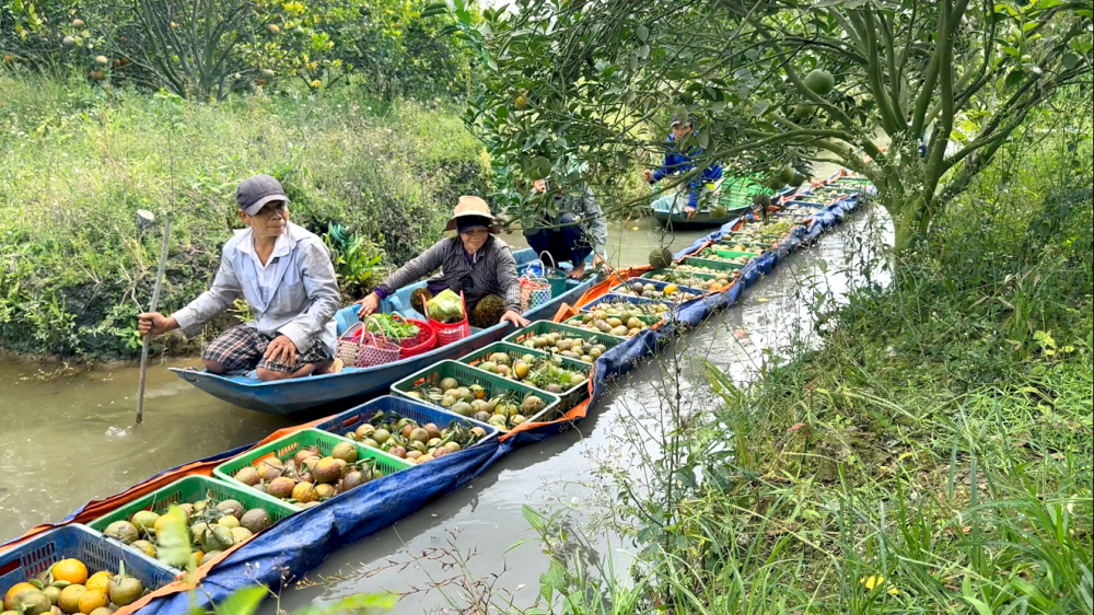 Nông dân trồng cam sành ở huyện Trà Ôn, tỉnh Vĩnh Long tích trữ nước ngọt để sẵn sàng ứng phó với hạn mặn - ẢNH: THANH LÂM