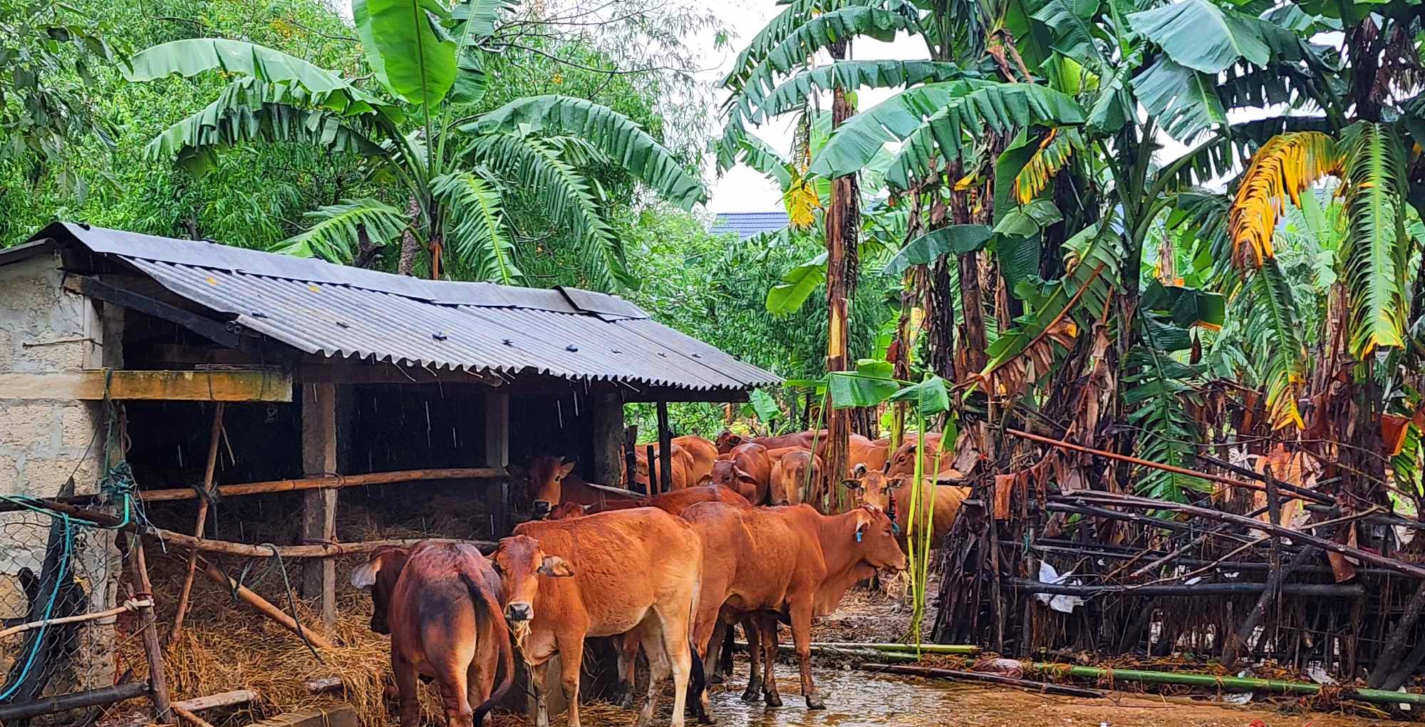 Đến sáng nay , đến 9h sáng nay, đã tìm thấy 24 con bò (trong đó, 2 con đã chết)