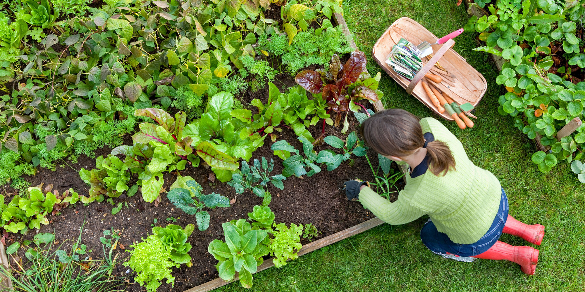 Bố trí giường trong vườn Ở hầu hết các vùng, công việc tích cực tạo luống trong vườn tốt nhất nên bắt đầu vào mùa xuân, ngay khi đất đủ ấm để có thể xới đất. Bước đầu tiên là bố trí luống vườn trên khu vực bãi cỏ. Điều này có thể được thực hiện bằng cách phun sơn, phấn bột hoặc sử dụng vòi làm vườn linh hoạt để phác thảo luống vườn trên bãi cỏ.  Một luống vườn có thể có kích thước bất kỳ theo ý muốn của bạn, nhưng một sai lầm phổ biến là quy hoạch một khu vườn quá nhỏ. Tất nhiên, sau đó bạn luôn có thể mở rộng khu vườn, nhưng tốt hơn hết là bạn nên tạo một luống vườn rộng rãi, đẹp đẽ ngay từ đầu. Một chiếc giường sâu 5 hoặc 6 feet và dài 10 hoặc 12 feet nên được coi là tối thiểu. Bạn có thể tạo ra khu vườn của mình theo bất kỳ hình dạng nào bạn muốn, nhưng hầu hết các nhà thiết kế đều khuyên rằng khu vườn hình bầu dục hoặc hình quả thận sẽ có tính thẩm mỹ cao nhất.
