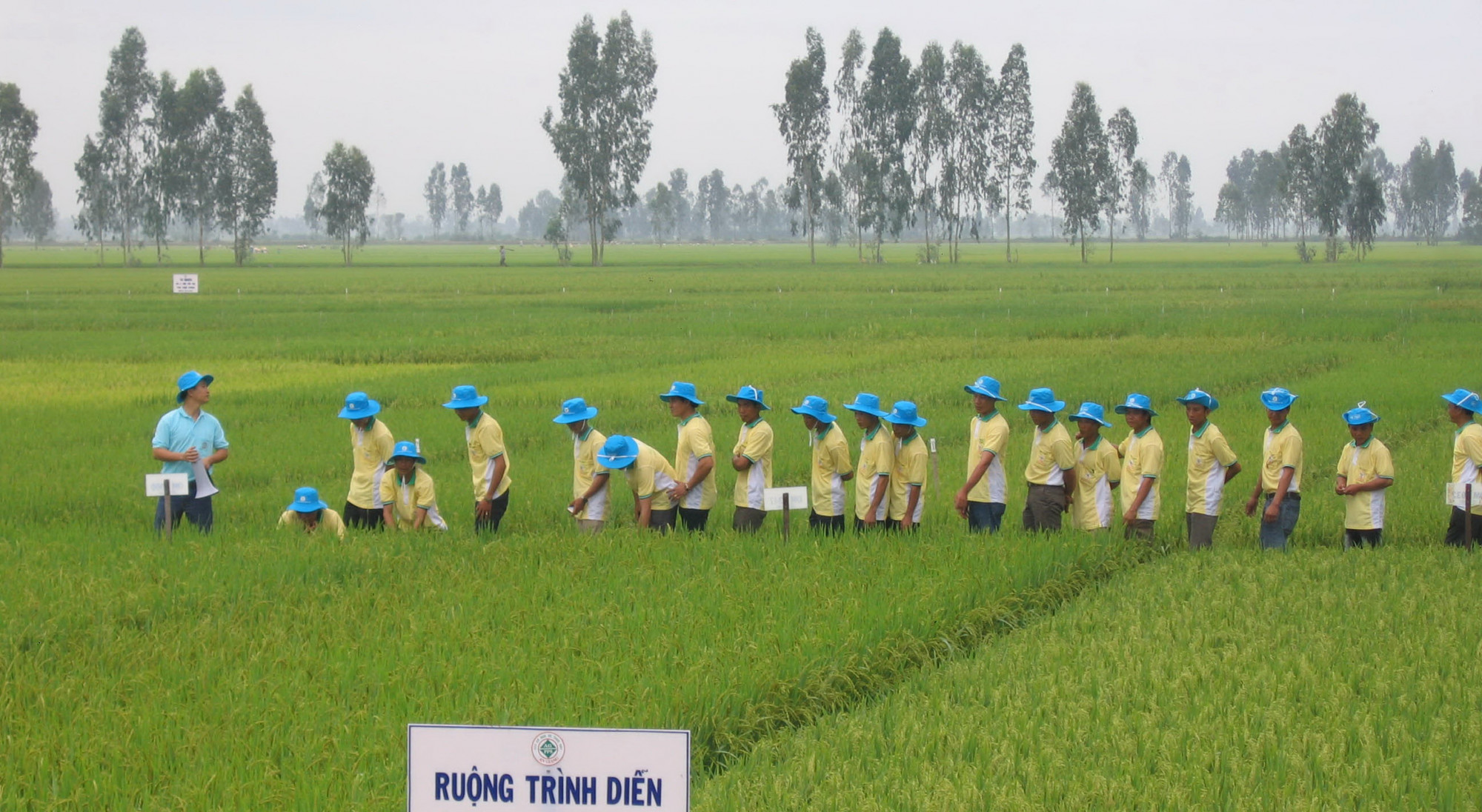 Theo đề án một triệu ha chuyên canh lúa chất lượng cao, phát thải thấp 