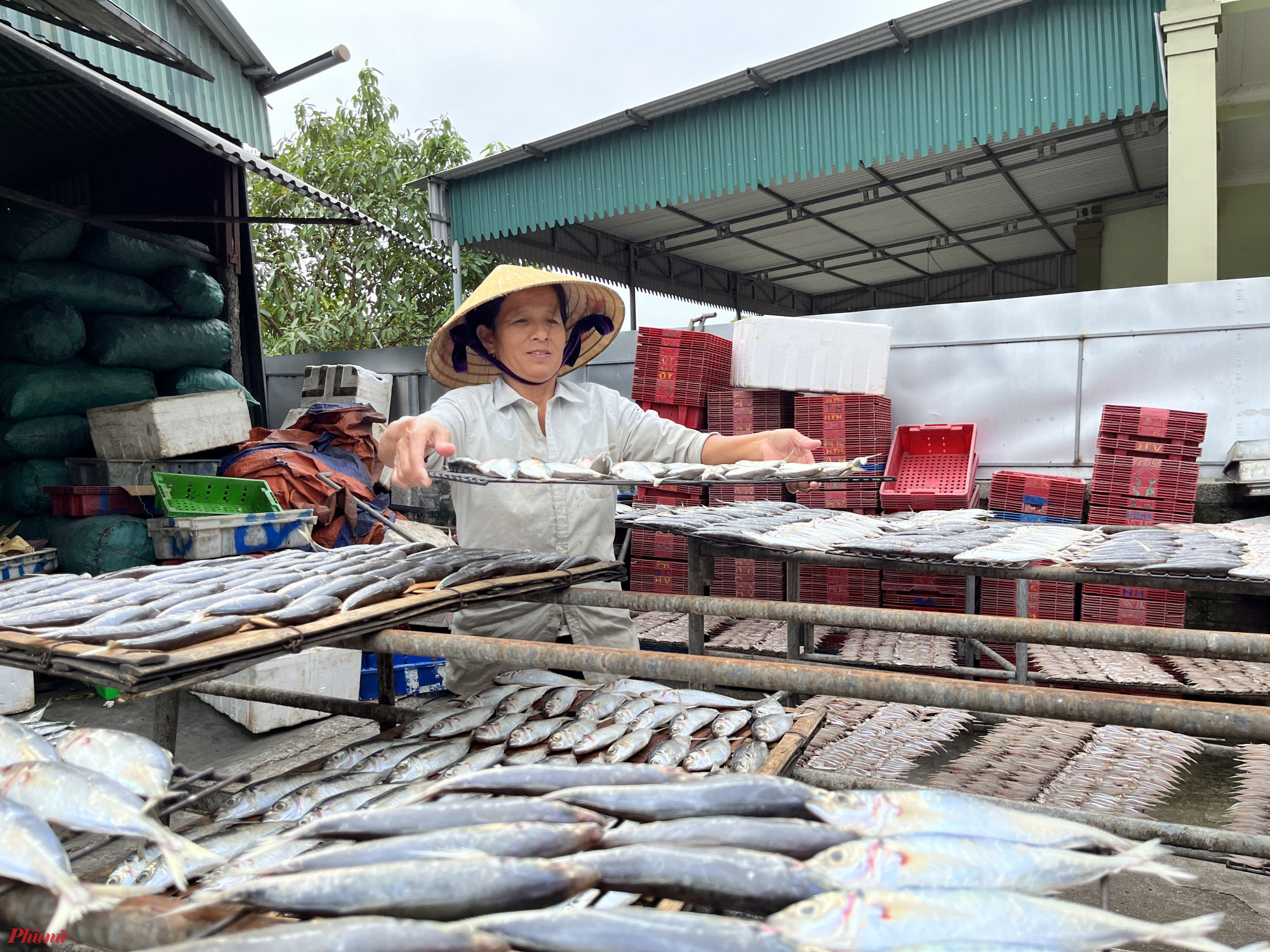 Sau đó cá được đưa ra hong phơi cho ráo nước trước khi bắt đầu nướng.