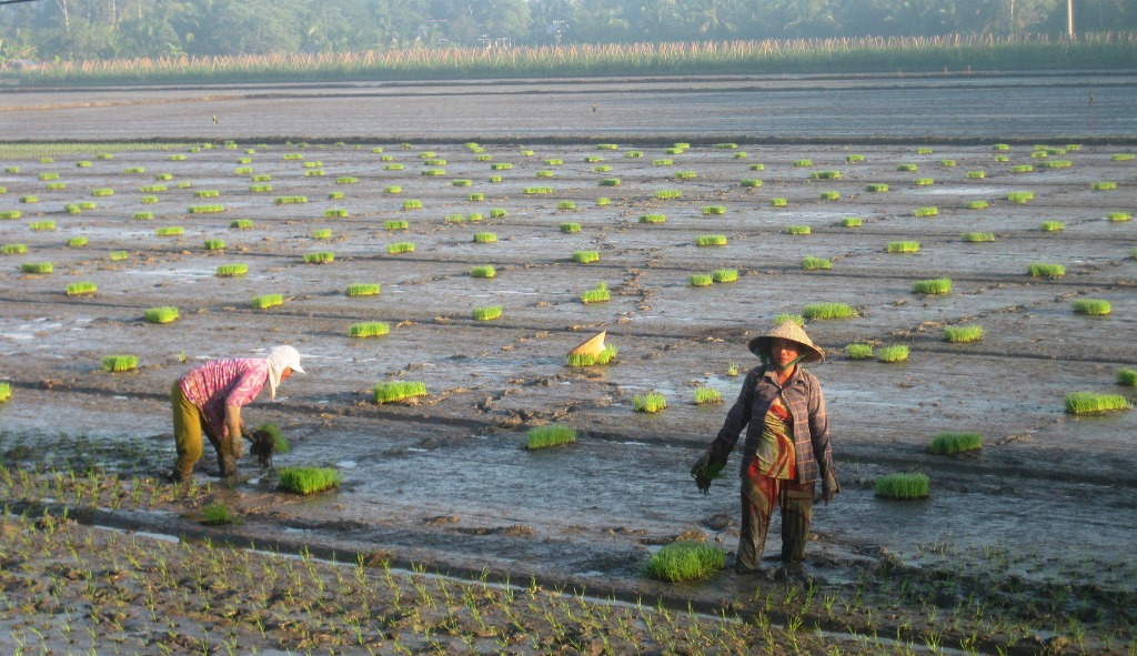 Khuyến cáo nông dân ĐBSCL xuống giống sớm để né hạn mặn 