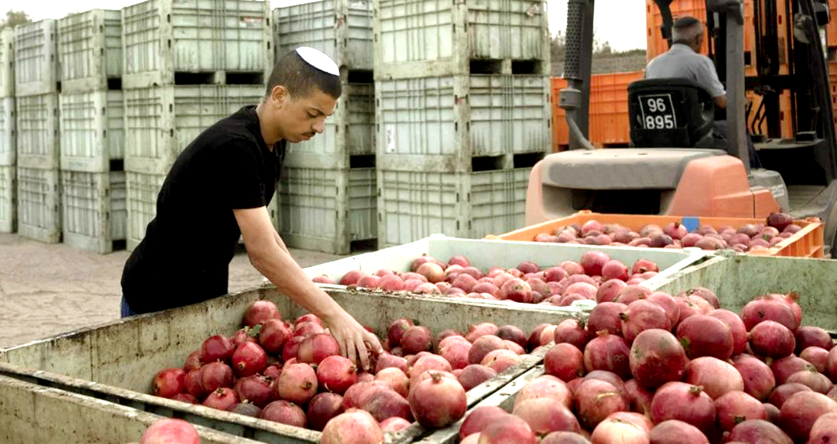 Chiến sự ở Gaza đã khiến các trung tâm nông nghiệp của Israel rơi vào khủng hoảng thiếu nhân lực - Nguồn ảnh: AP