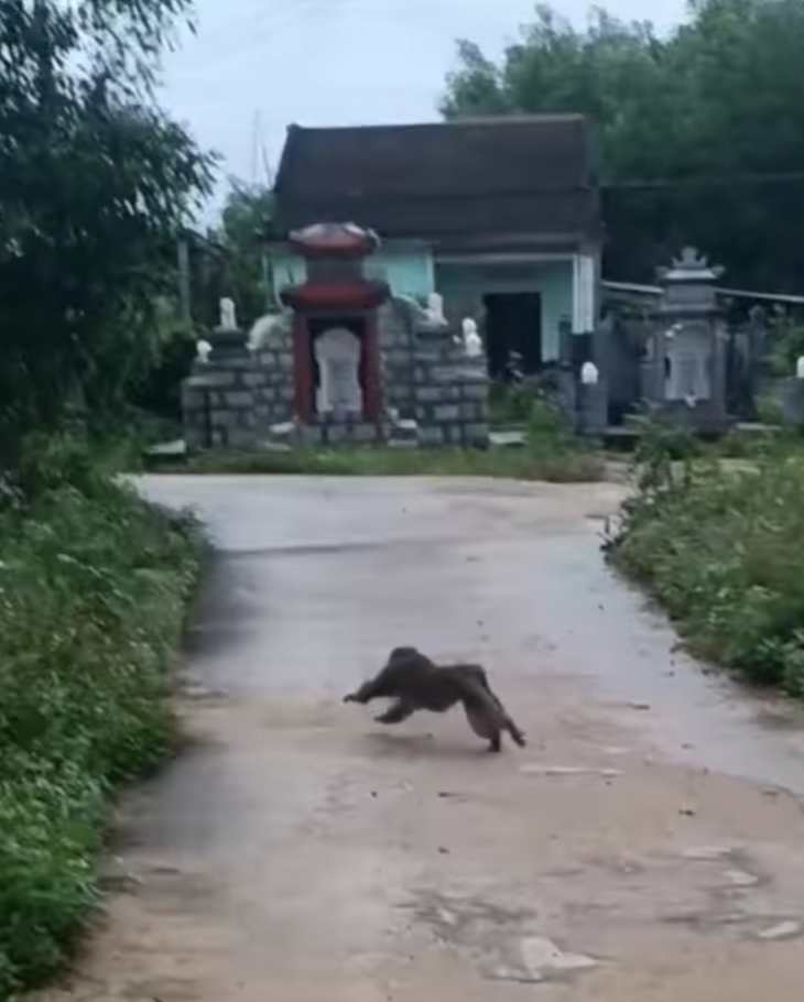 Cá thể khỉ nặng tầm 7-8kg bất ngờ chạy vào khu dân cư tấn công khiến 3 người bị thương, cắn chết 4 con chó của người dân