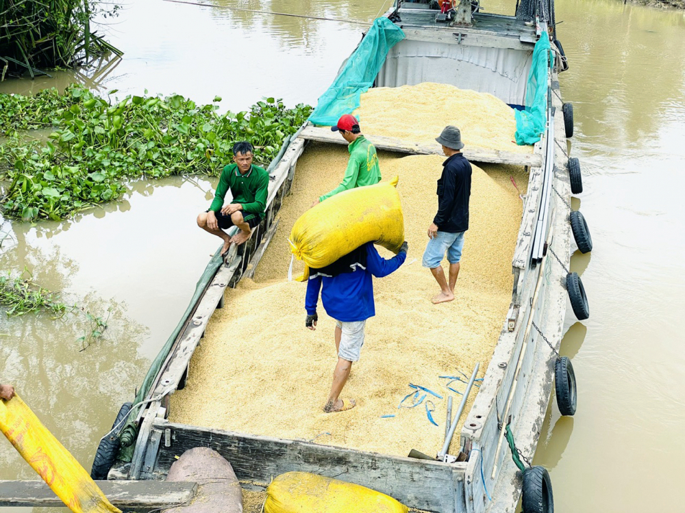 Thương lái ở tỉnh An Giang đưa ghe thu mua lúa trong dân phục vụ xuất khẩu