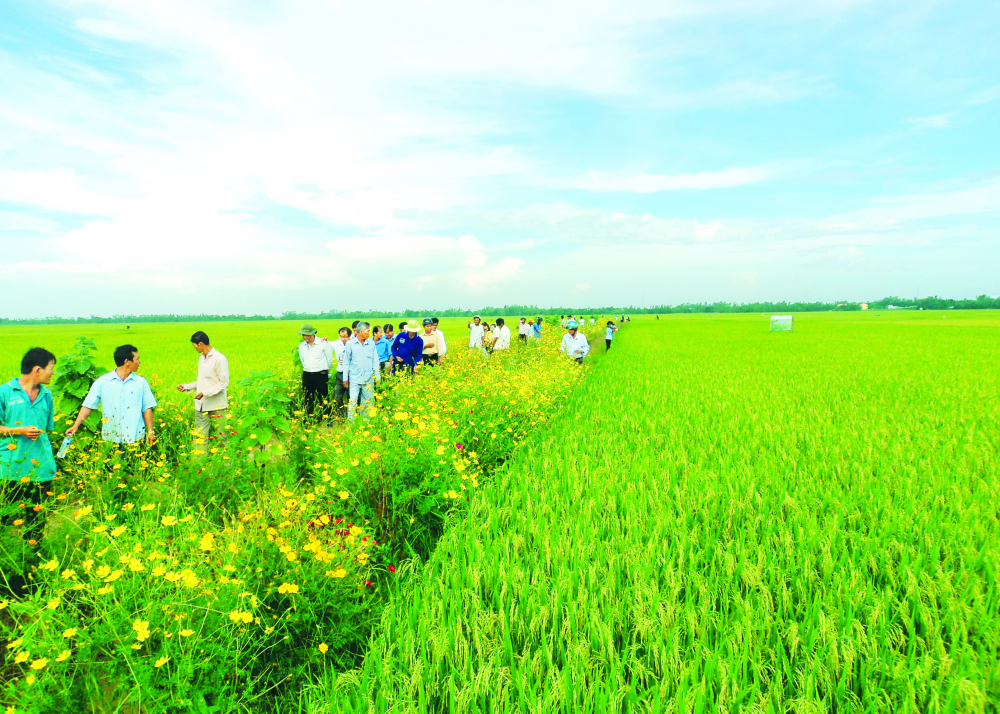 Nông dân huyện Châu Phú, tỉnh An Giang áp dụng mô hình “ruộng lúa, bờ hoa” góp phần hạn chế sâu rầy, bảo vệ lúa, giảm chi phí sản xuất, làm đẹp cảnh quan, môi trường - Ảnh: Huỳnh Lợi 