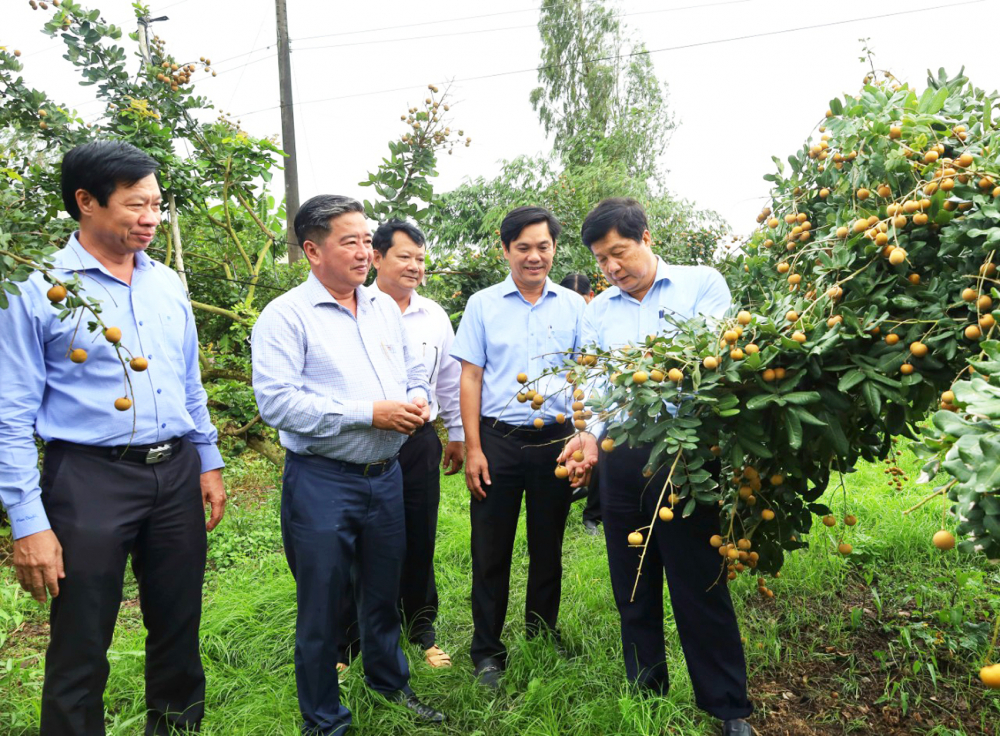 Ông Phạm Văn Hiểu (bìa phải) - Phó bí thư thường trực Thành ủy, Chủ tịch HĐND TP Cần Thơ - khảo sát mô hình trồng nhãn hữu cơ ở xã Đông Hiệp, huyện Cờ Đỏ