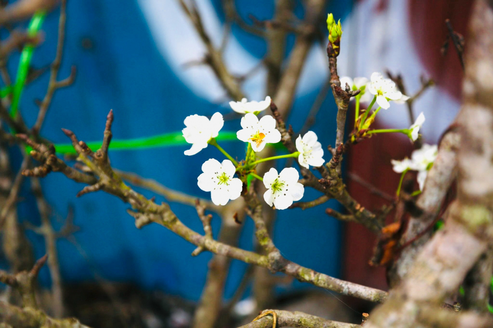 Hoa mận, Hoa lê được nhiều người yêu thích bởi có thể chơi bền hoa tới cả tháng không rụng.