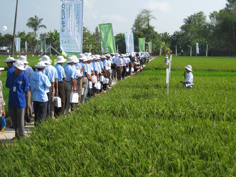 quy hoạch vùng trồng lúa xuất khẩu ở đồng bằng sông Cửu Long được đầu tư hoàn thiện cơ sở hạ tầng 