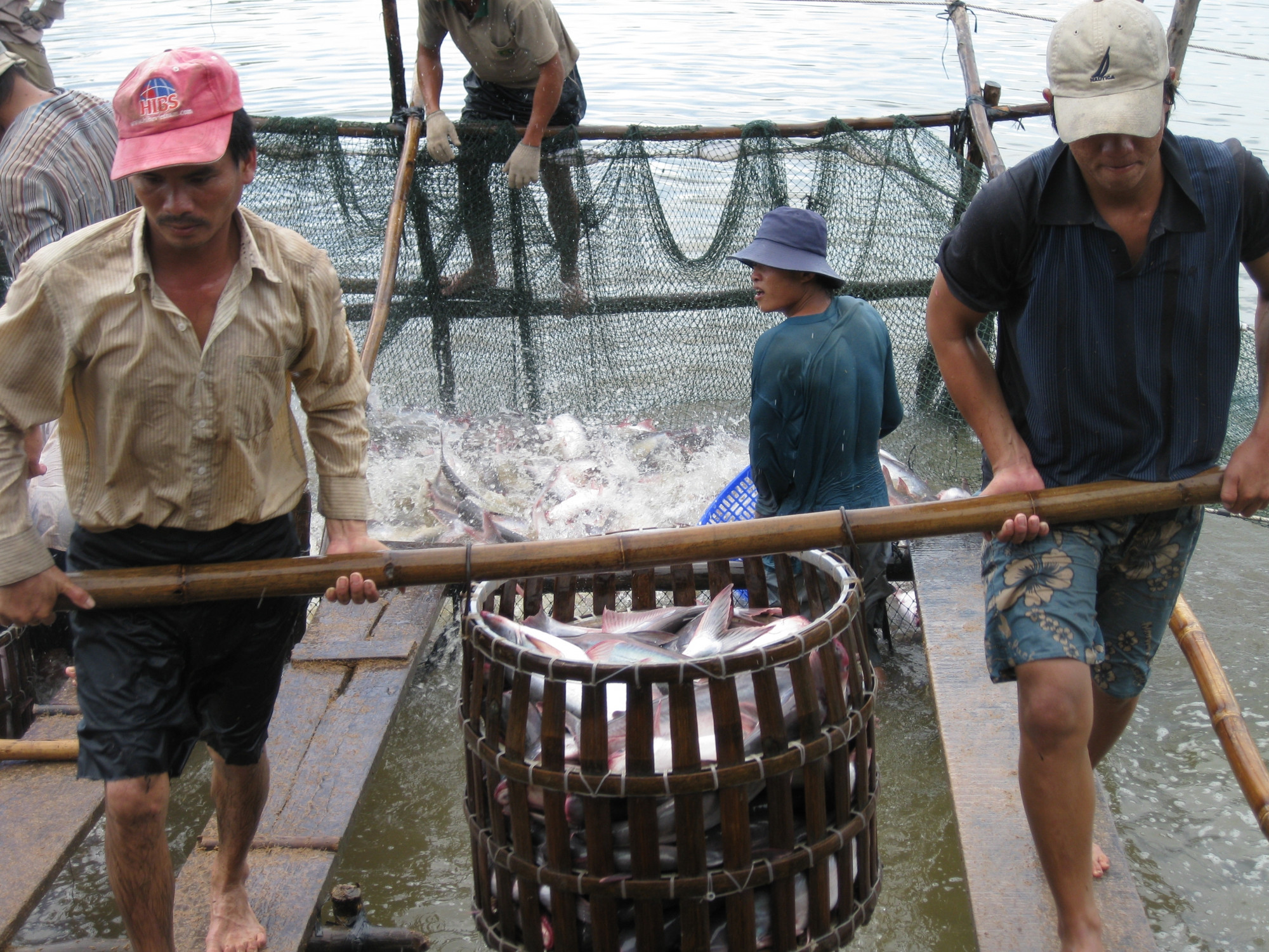 Người nuôi cá tra gặp khó do giá thấp