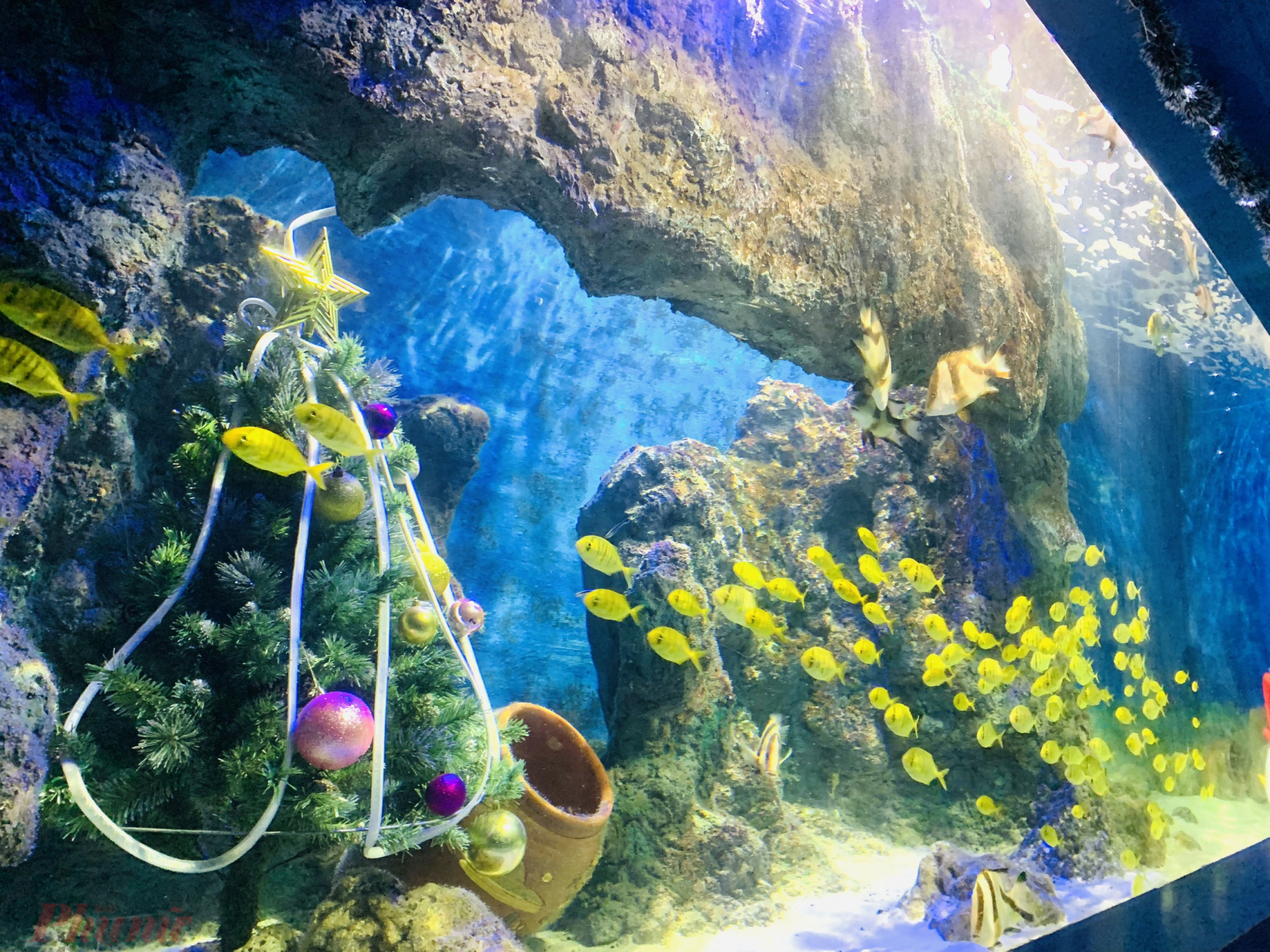 Ngoài biểu diễn phục vụ du khách, tại Bảo tàng Hải dương học còn trang trí cây thông Noel trong bể nước