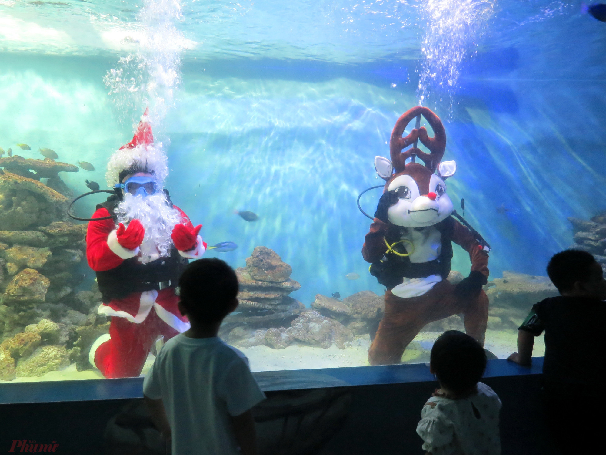 đây là một hoạt động của Viện Hải dương học với mong muốn mang lại không khí Giáng sinh đặc biệt cho du khách