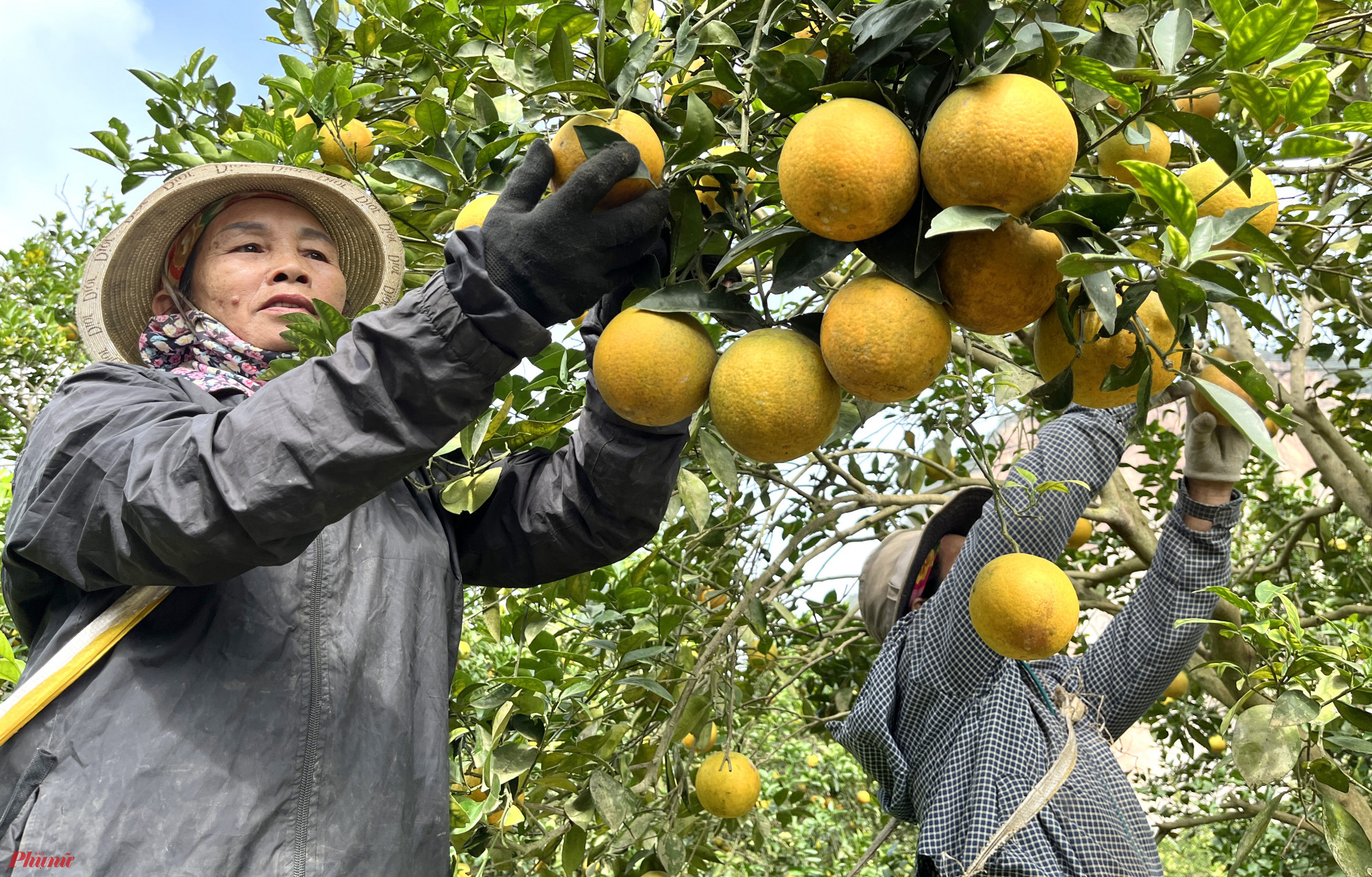 “Khoảng nửa tháng giáp tết Nguyên đán là thời điểm bận rộn nhất. Thời điểm này, chúng tôi phải thuê thêm 10 người hái cam mới kịp để gửi cho khách hàng” - ông Biên nói.