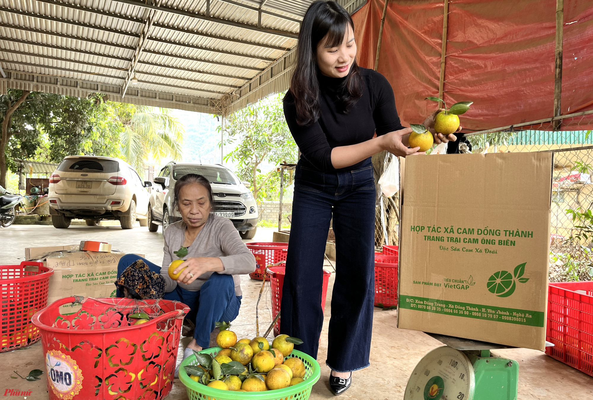 Sau khi thu hoạch, cam được đóng hộp cẩn thận để gửi cho khách hàng.