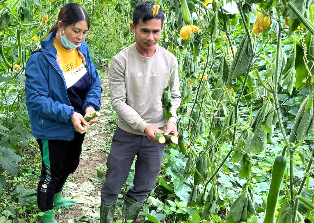 Vợ chồng ông Huynh thẫn thờ bên ruộng bí bị chặt phá - Ảnh: Hoàng Hà