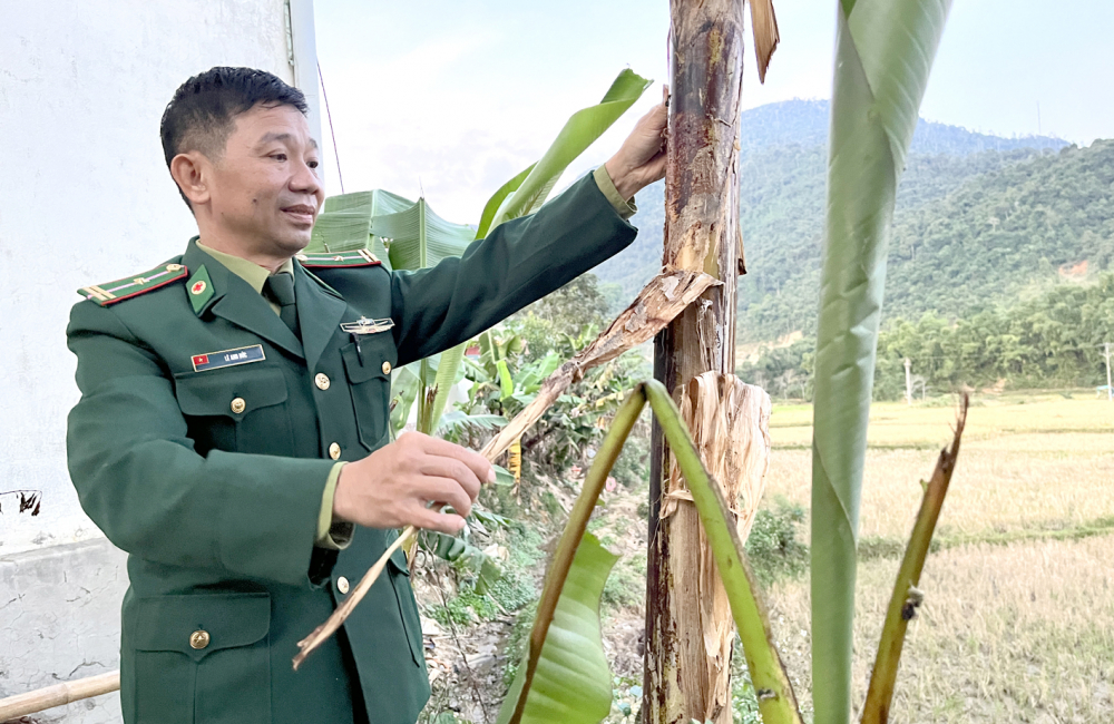 Thiếu tá Lê Anh Đức trồng chuối, rau má quanh Trạm Y tế xã Tri Lễ để làm thuốc chữa ngộ độc lá ngón - Ảnh: Phan Ngọc