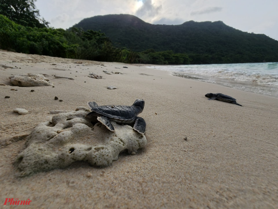 Rừa biển tại Vườn quốc gia Côn Đảo - Ảnh: IUCN Việt Nam