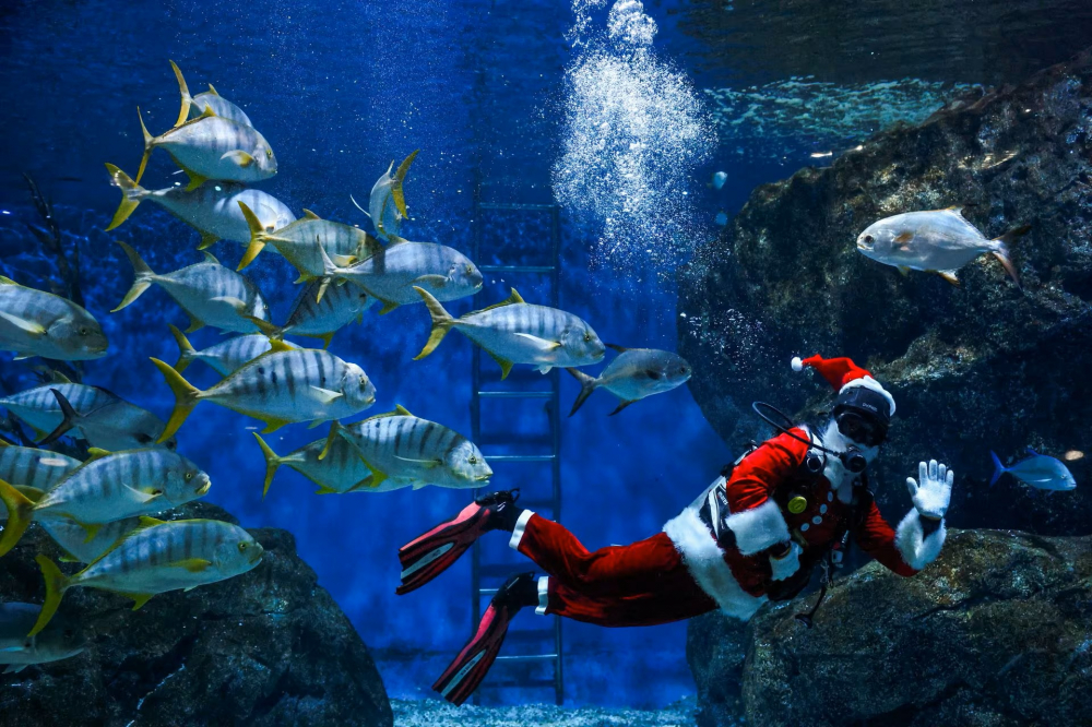 Một thợ lặn mặc trang phục ông già Noel bơi cùng đàn cá để chào đón Giáng sinh tại thủy cung Sea Life Bangkok Ocean World ở Bangkok, Thái Lan