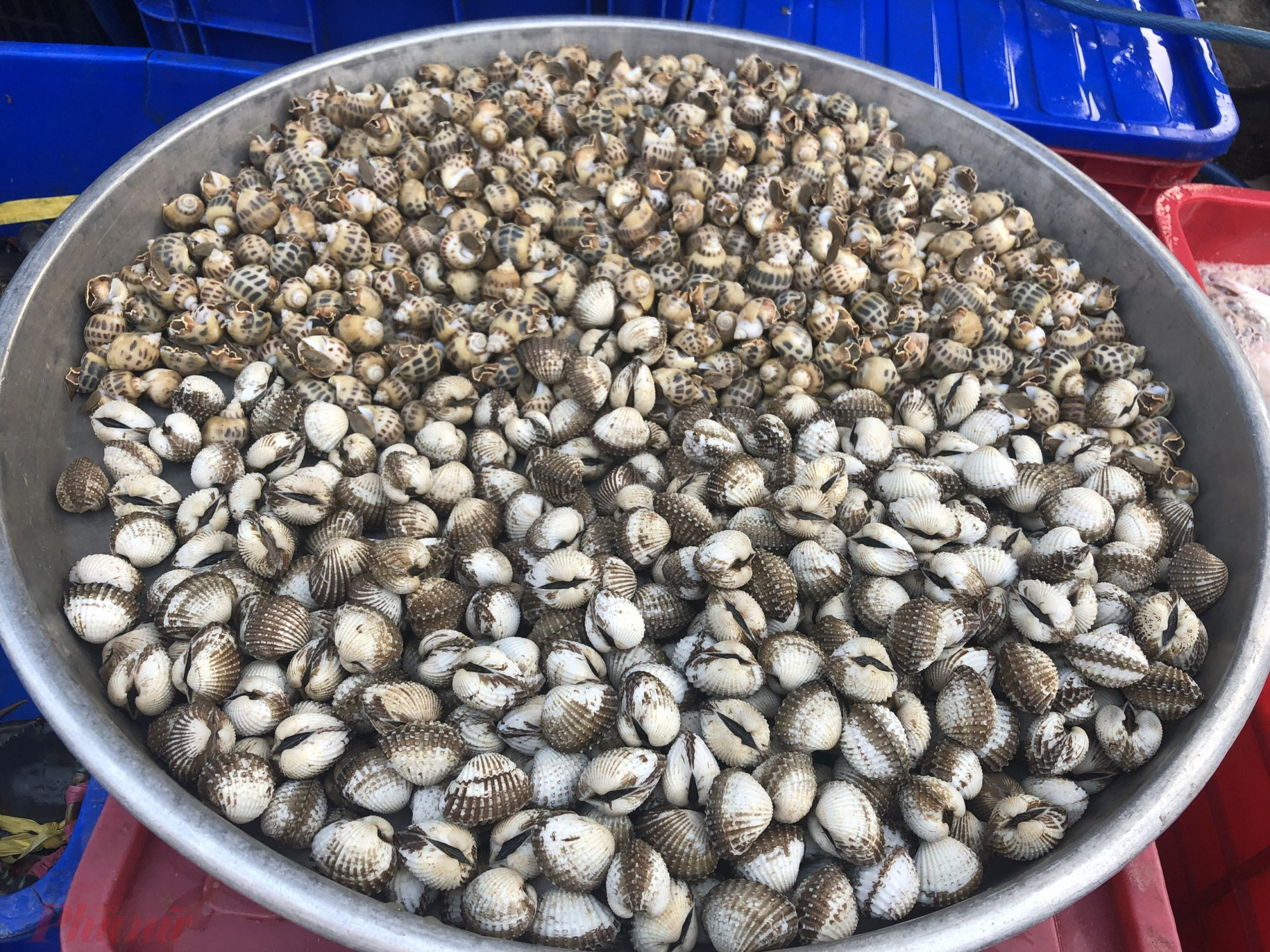 Ôc hương 180.000 đồng/kg, sò huyết 160.000 đồng/kg.