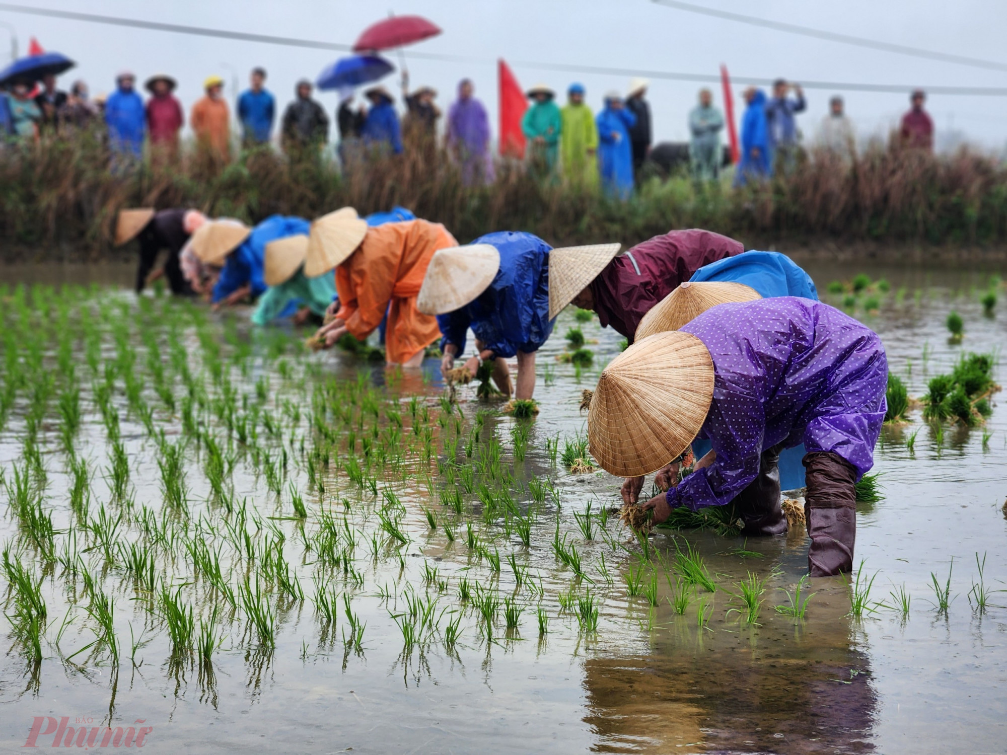 Lễ hội xuống đồng Cẩm Châu năm 2024, có nhiều hoạt động như: Lễ cúng thần nông, một số hoạt động trải nghiệm trên đồng ruộng phục vụ du khách, trình diễn hoạt động trâu cày ruộng, trình diễn đội hình xe máy cày, tát nước gàu sòng…