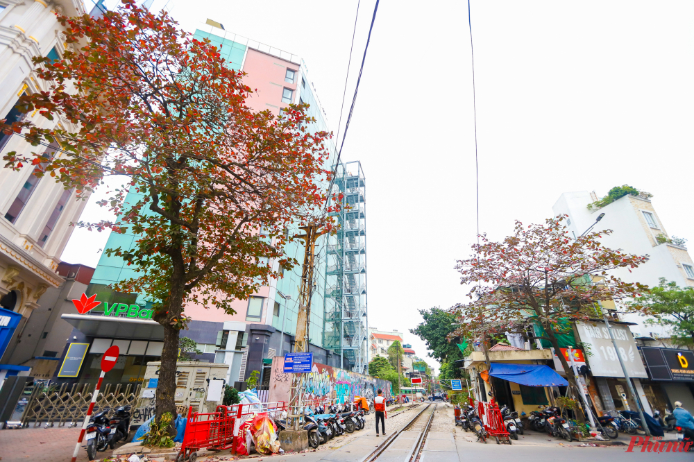 Hai cây bàng đỏ lá ở trên phố Nguyễn Thái Học đoạn giao với đường tàu phố Đình Ngang.