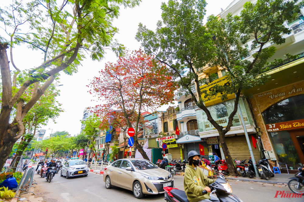 Dạo một vòng các tuyến phố cổ ở Hà Nội, không khó để bắt gặp những cây bàng đang đỏ lá.